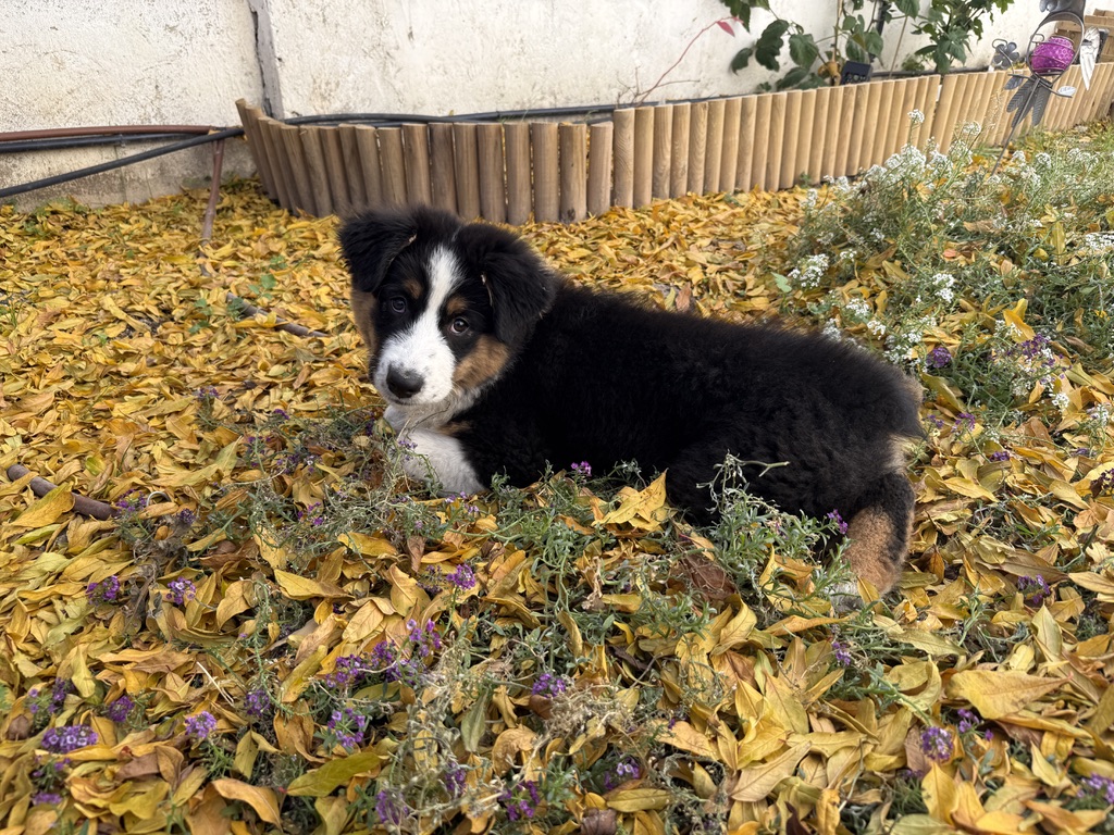 Sky de cachorra tumbada entre hojas de otoño