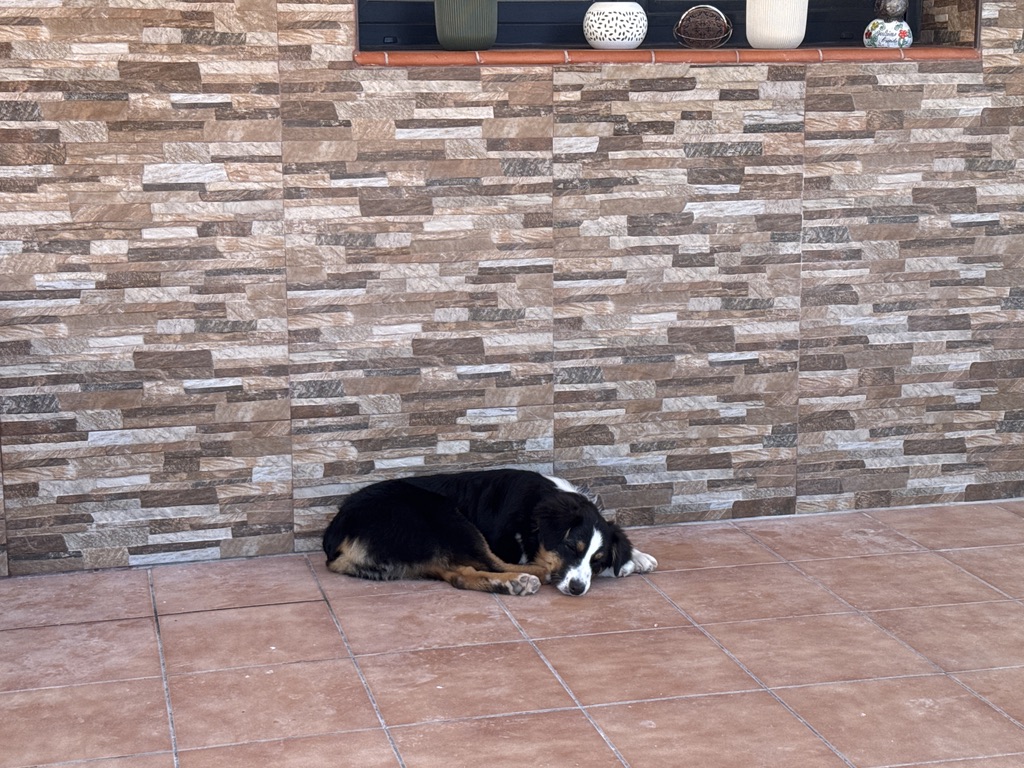 Sky descansando en el porche
