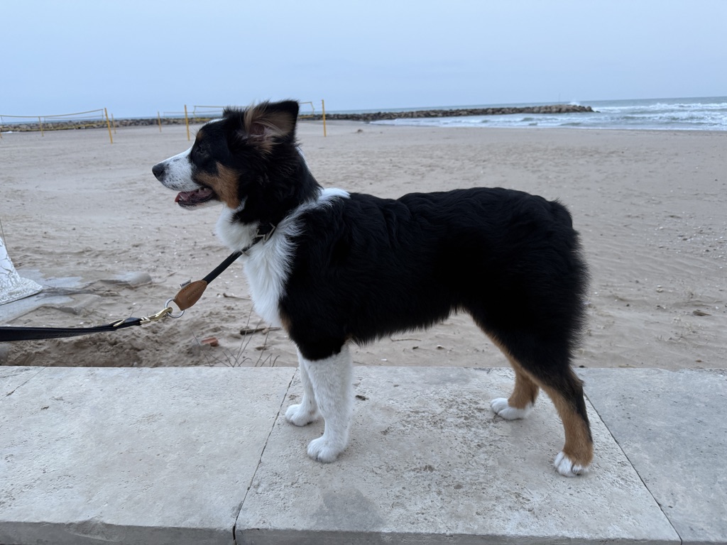 Sky de perfil junto a la playa