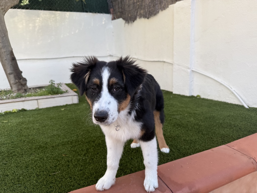 Sky de cachorra de pie sobre el césped