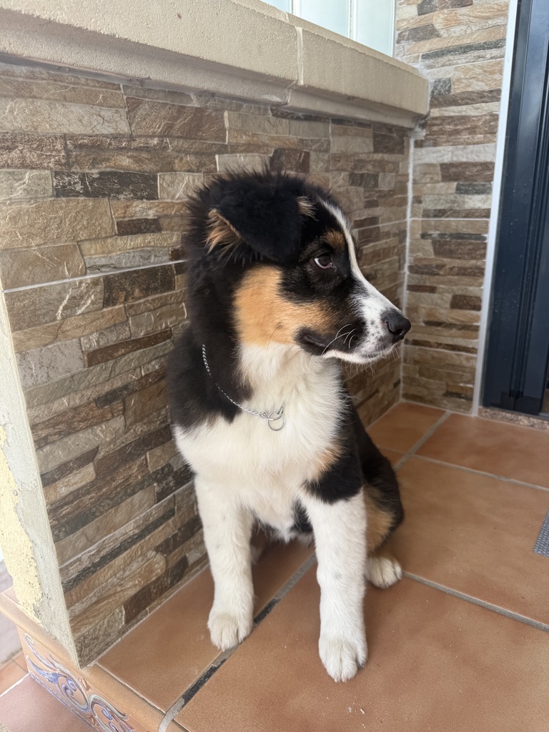 Retrato de perfil de Sky en el porche