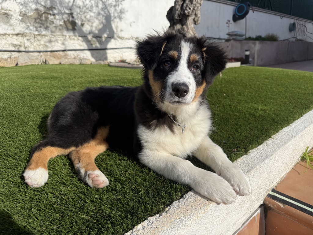 Sky de cachorra tumbada al sol en el jardín