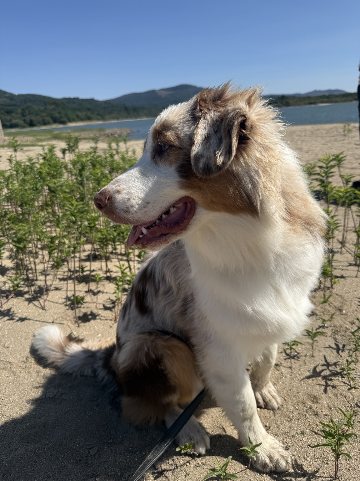 Dylan, Pastor Australiano red merle de Lunamar Legacy Aussie