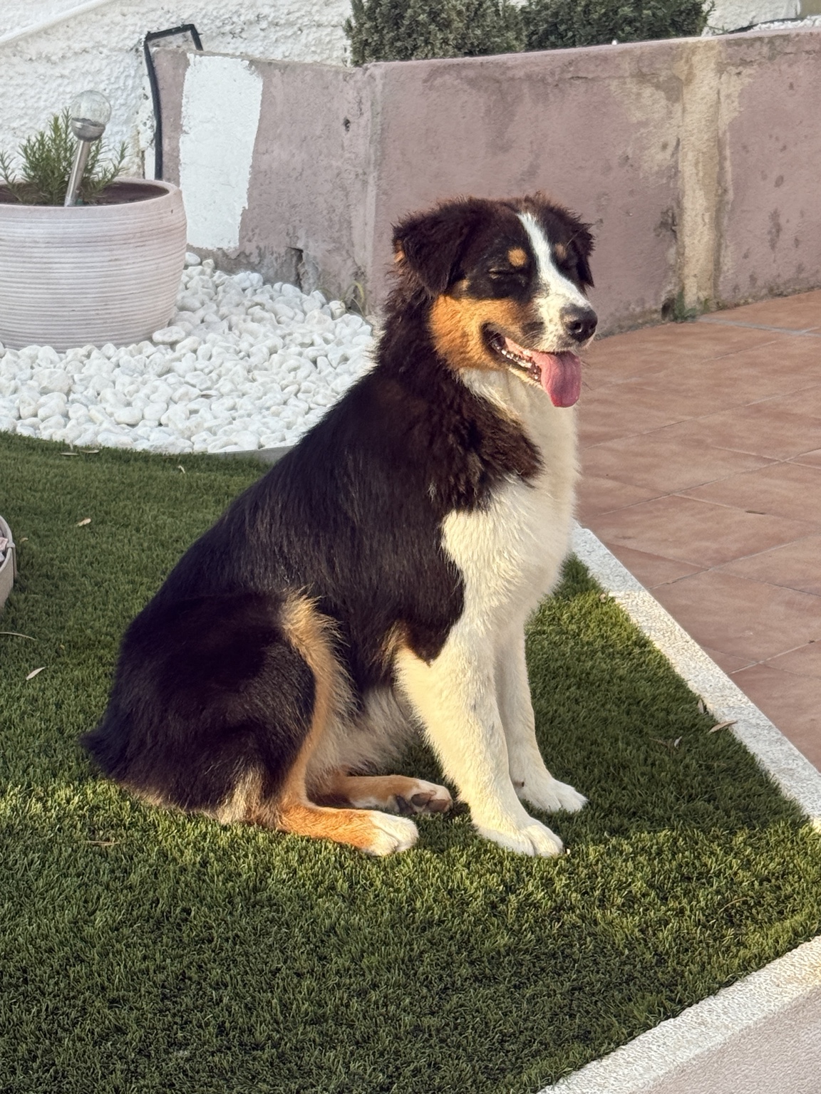 Sky, Pastor Australiano black tri de Lunamar Legacy Aussie